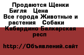 Продаются Щенки Бигля › Цена ­ 35 000 - Все города Животные и растения » Собаки   . Кабардино-Балкарская респ.